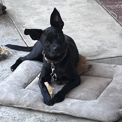 Community Animal Medicine Project - Mission Hills - My baby Onyx