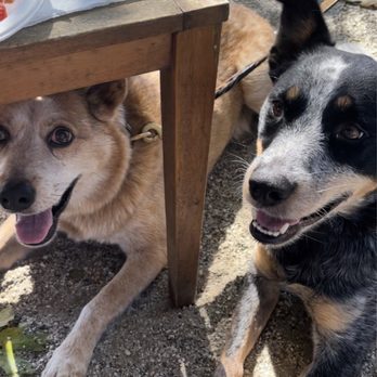 Lucchesi Vineyards & Winery - Dogs living the dream. - Wineries Near Me - Grass Valley, California Lucchesi Vineyards & Winery - Dogs living the dream. - Wineries Near Me - Grass Valley, California