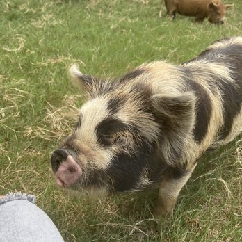 Halbert Farm KuneKune Pigs - Ranches Near Me - Burleson, Texas Halbert Farm KuneKune Pigs - Ranches Near Me - Burleson, Texas
