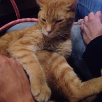 Luxor Cafe & Hookah Lounge - Cat - Hookah Bars Near Me - Philadelphia, Pennsylvania Luxor Cafe & Hookah Lounge - Cat - Hookah Bars Near Me - Philadelphia, Pennsylvania