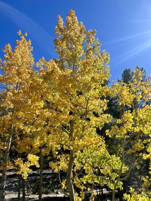Golden Gate Canyon State Park by null