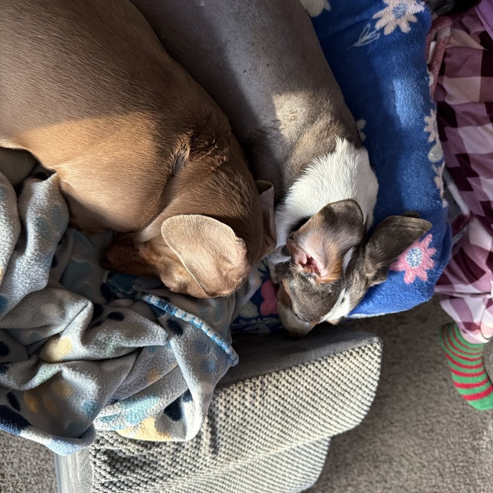 FlicKennel Dachshunds - Spoiled dogs - Pet Breeders Near Me - Westcliffe, Colorado FlicKennel Dachshunds - Spoiled dogs - Pet Breeders Near Me - Westcliffe, Colorado