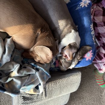 FlicKennel Dachshunds - Spoiled dogs - Pet Breeders Near Me - Westcliffe, Colorado FlicKennel Dachshunds - Spoiled dogs - Pet Breeders Near Me - Westcliffe, Colorado