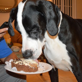 The Dog Bakery - Licking the frosting first of course. - Pet Stores Near Me - Pasadena, California The Dog Bakery - Licking the frosting first of course. - Pet Stores Near Me - Pasadena, California