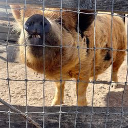 Windmill Farms - Pig