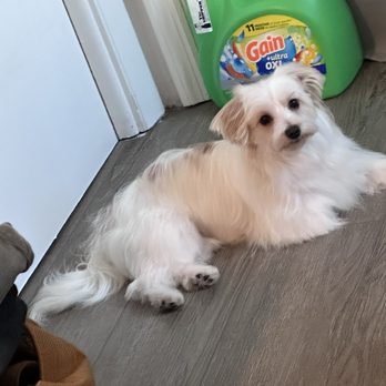 Barklean - Her coat looks so bright and beautiful! - Pet Groomers Near Me