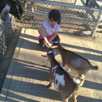 Montebello Barnyard Zoo - Goats will tear the bag of feed from you & eat the entire thing... So hold on to bag! - Petting Zoos Near Me - Montebello, California Montebello Barnyard Zoo - Goats will tear the bag of feed from you & eat the entire thing... So hold on to bag! - Petting Zoos Near Me - Montebello, California