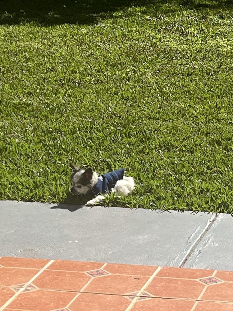 Quail Roost Animal Hospital - pet boarding facility in Cutler Bay, FL