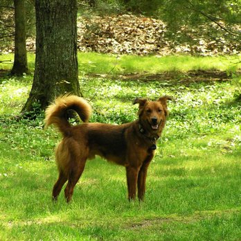 The Kennels at Puddlebank - Pet Sitting Near Me - Bellingham, Massachusetts The Kennels at Puddlebank - Pet Sitting Near Me - Bellingham, Massachusetts