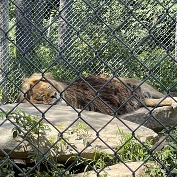 DEW Haven - A lion is seen lying on a large, flat rock inside an enclosure at a zoo, with its eyes closed. The enclosure is surrounded by a chain-link fence, with trees and green foliage visible in the background, providing a naturalistic habitat setting. - Zoos Near Me - Mount Vernon, Maine