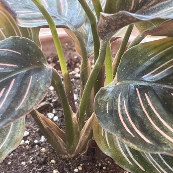Green Thumb Nursery - Spider mites! - Nurseries & Gardening Near Me - Lake Forest, California Green Thumb Nursery - Spider mites! - Nurseries & Gardening Near Me - Lake Forest, California