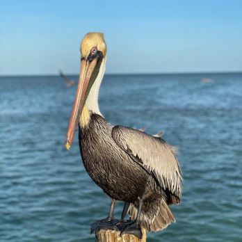 Lazy Days Restaurant - Pelican - Seafood Near Me - Islamorada, Florida Lazy Days Restaurant - Pelican - Seafood Near Me - Islamorada, Florida