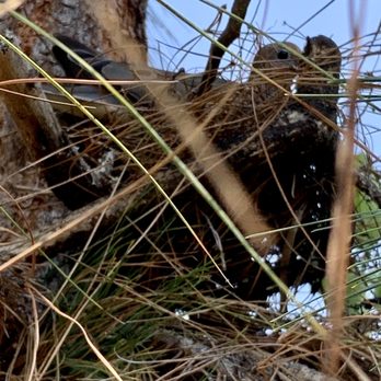 ArborCare Tree Care - Mama bird in her new home. - Tree Services Near Me ArborCare Tree Care - Mama bird in her new home. - Tree Services Near Me