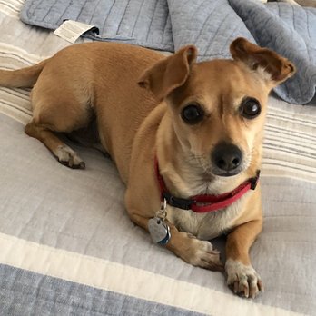 Donner-Truckee Veterinary Hospital - Emily is doing great and says thank you! - Veterinarians Near Me - Truckee, California