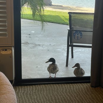 Bahia Resort Hotel - Ducks paying us a visit. Was a joy to see them every morning. We named em "belle" and "lulu" - San Diego, CA