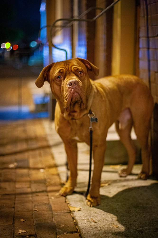 AUSSIE PET MOBILE HUNTSVILLE 25 Photos & 11 Reviews Huntsville