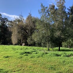 Thousand Oaks Park Woodland Area - Landscape