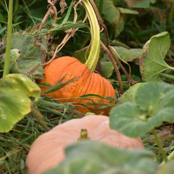 Mountain Valley Ranch - Pumpkin Patches Near Me - Ramona, California Mountain Valley Ranch - Pumpkin Patches Near Me - Ramona, California