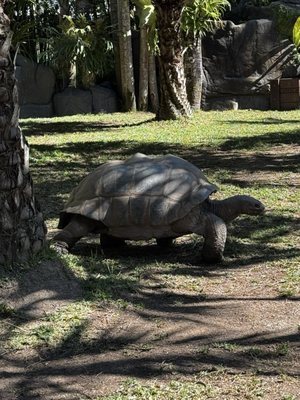 Australia Zoo by null