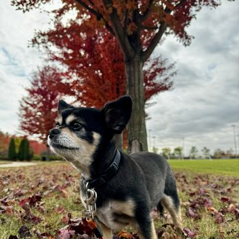 Pet Sitter James - Tank - Pet Sitting Near Me