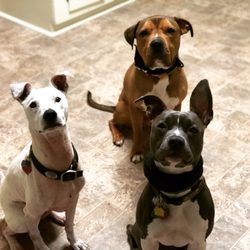 K9 Freedom - Ray, Ty, Lana