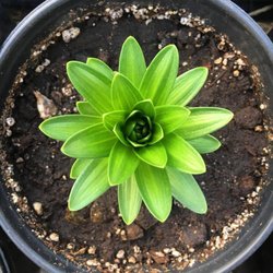 White House Nursery