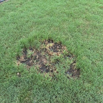 Fairway Lawn Service - Organic fertilizer can burn - Pest Control Near Me - Marietta, Georgia Fairway Lawn Service - Organic fertilizer can burn - Pest Control Near Me - Marietta, Georgia