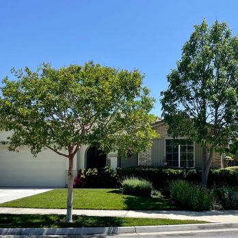Fidel's Tree Experts - 2 trees in front of our home - Tree Services Near Me Fidel's Tree Experts - 2 trees in front of our home - Tree Services Near Me