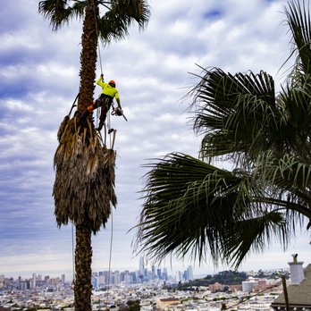 Arborist Now - Tree Services Near Me - San Francisco, California Arborist Now - Tree Services Near Me - San Francisco, California