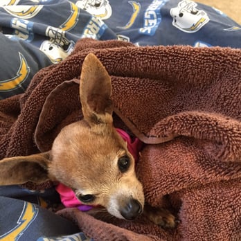 vca veterinary care animal hospital