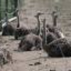 Jambo Straußenfarm