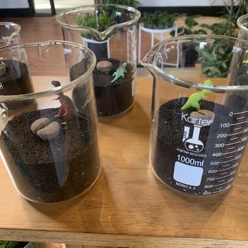 Pueblo - little dinosaur beaker plants - Nurseries & Gardening Near Me - Phoenix, Arizona