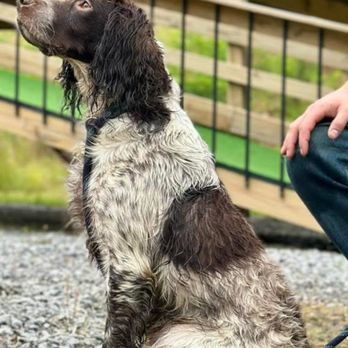 Pebble Creek Kennels - Pet Training Near Me - Paducah, Kentucky Pebble Creek Kennels - Pet Training Near Me - Paducah, Kentucky