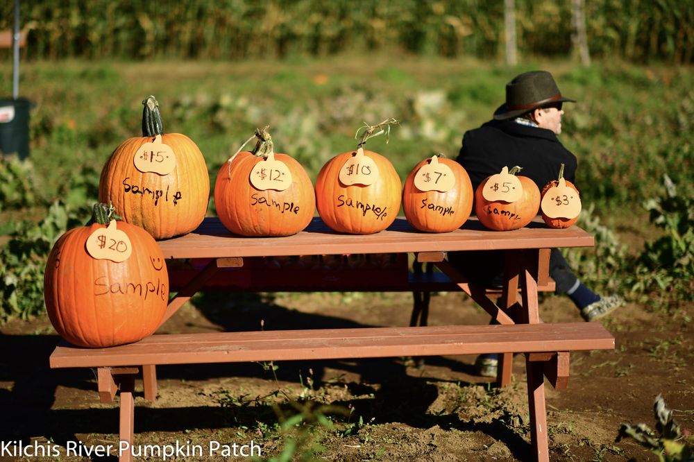 KILCHIS RIVER PUMPKIN PATCH & CORN MAZE 11 Photos 9455 Kilchis