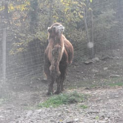 Parc animalier de Casteil - Marcel le chameau, la mascotte du Parc !