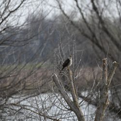 Woodland Regional Park - Cooper's hawk