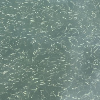Lake Miramar - Fishies - Lakes Near Me - San Diego, California Lake Miramar - Fishies - Lakes Near Me - San Diego, California