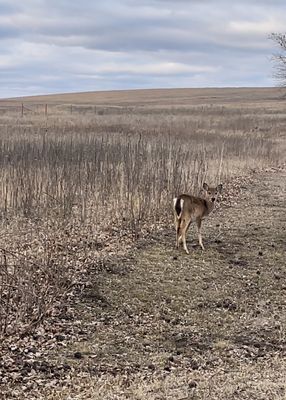 Joseph H. Williams Tallgrass Prairie Preserve by null