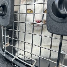 Injured kitty nose Injured kitty nose