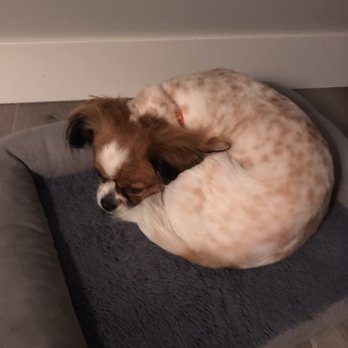 Animal Clipper - Curled up Soft and cozy! - Pet Groomers Near Me - Mesa, Arizona