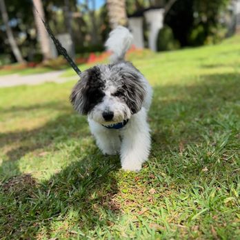 Timeless Tails Pet Solutions - Pet Sitting Near Me Timeless Tails Pet Solutions - Pet Sitting Near Me