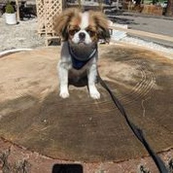 Fun Paw Care - Beau on a field trip with Russ @funpawcare - Pet Training Near Me - Los Angeles, California Fun Paw Care - Beau on a field trip with Russ @funpawcare - Pet Training Near Me - Los Angeles, California