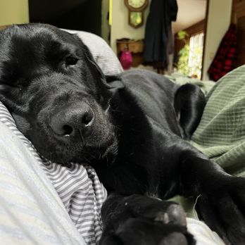 Simpson's Labrador Retrievers  - Nera - Pet Breeders Near Me