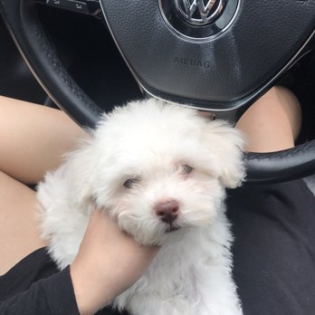 Neo Pet Spa - Pet Groomers Near Me - Miami, Florida