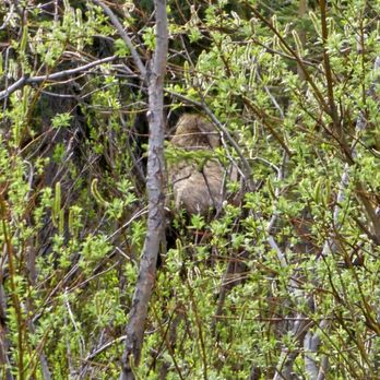 Denali National Park - Hiking Near Me - Mckinley Park, Alaska