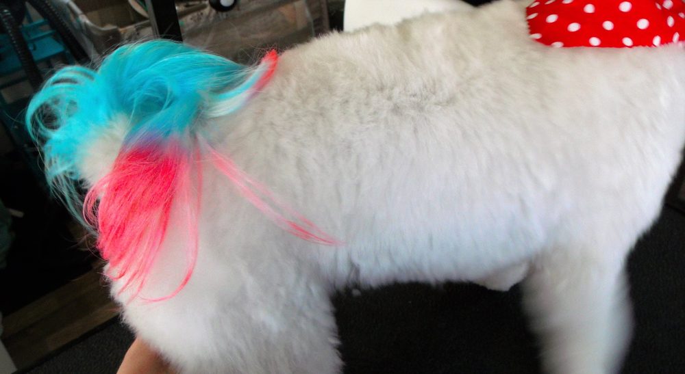 K9 EXPRESSIONS Updated September 2024 3002 S 25th E, Idaho Falls, Idaho Pet Groomers