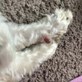 Ohana Paws - Pet Groomers Near Me - Rialto, California Ohana Paws - Pet Groomers Near Me - Rialto, California