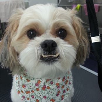 TIPS - Terrie's Indy Pet Spa - Pet Groomers Near Me - Indianapolis, Indiana TIPS - Terrie's Indy Pet Spa - Pet Groomers Near Me - Indianapolis, Indiana