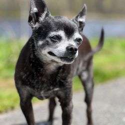 Beloved Pet Home Euthanasia and Hospice - Recent photo of our sweet Oscar