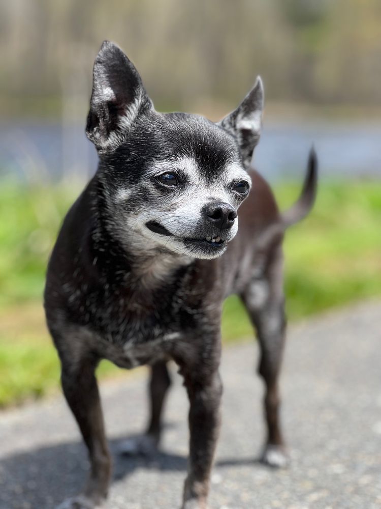 Beloved Pet Home Euthanasia and Hospice Image